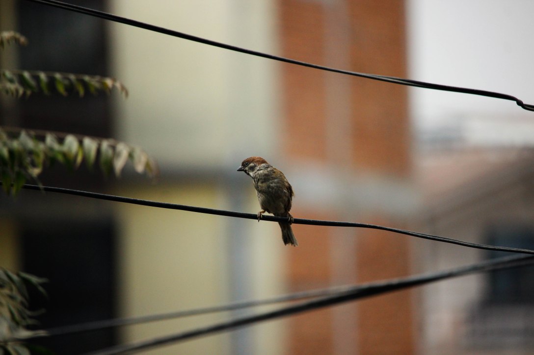 Small bird perched on wire in the city